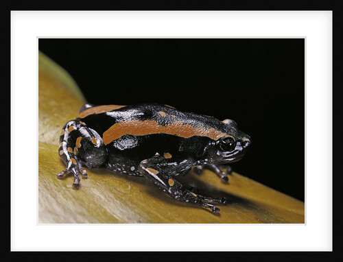 Phrynomantis bifasciatus (banded rubber frog) by Anonymous