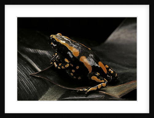 Phrynomantis bifasciatus (banded rubber frog) by Anonymous