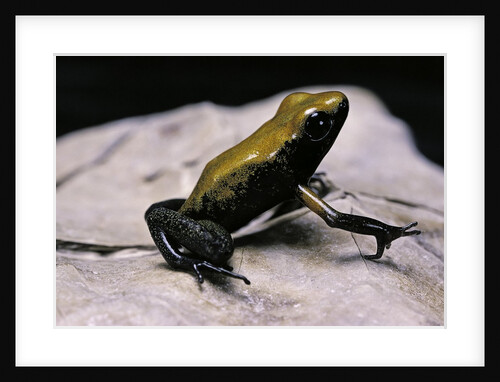 Phyllobates bicolor (black-legged dart frog) by Anonymous