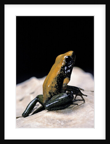 Phyllobates bicolor (black-legged dart frog) by Anonymous