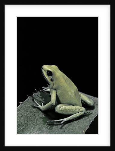 Phyllobates terribilis f. mint (golden poison frog) by Anonymous