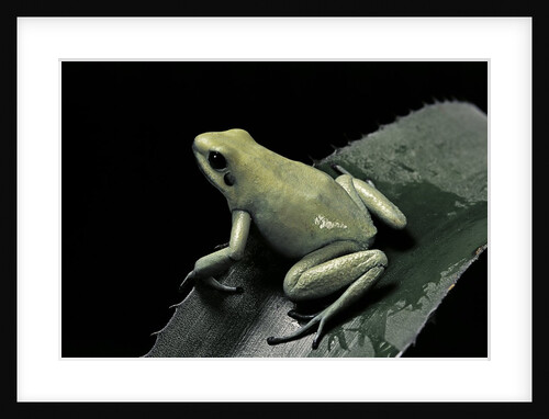 Phyllobates terribilis f. mint (golden poison frog) by Anonymous