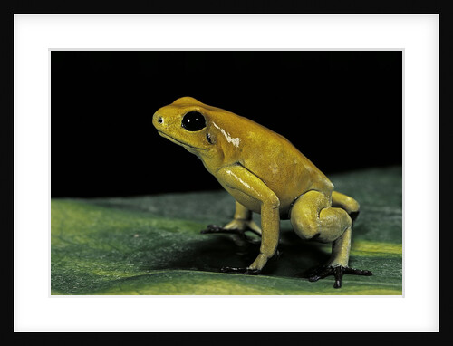 Phyllobates terribilis (golden poison frog) by Anonymous