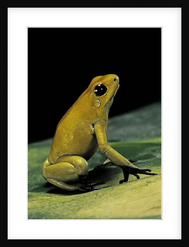 Phyllobates terribilis (golden poison frog) by Anonymous