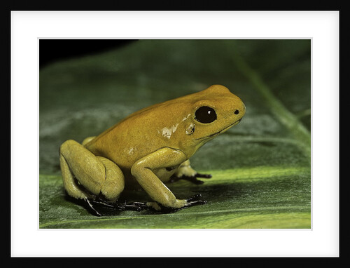 Phyllobates terribilis (golden poison frog) by Anonymous