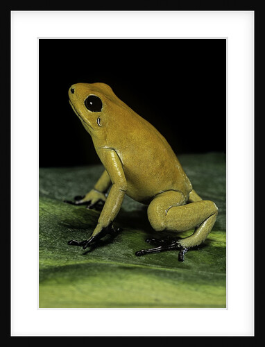 Phyllobates terribilis (golden poison frog) by Anonymous
