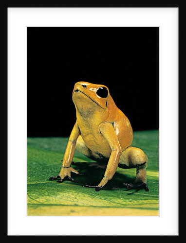 Phyllobates terribilis (golden poison frog) by Anonymous
