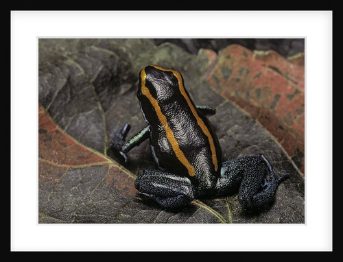 Phyllobates vittatus (Golfodulcean poison frog) by Anonymous