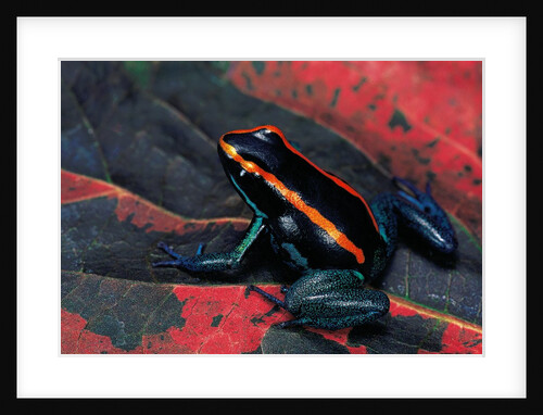 Phyllobates vittatus (Golfodulcean poison frog) by Anonymous