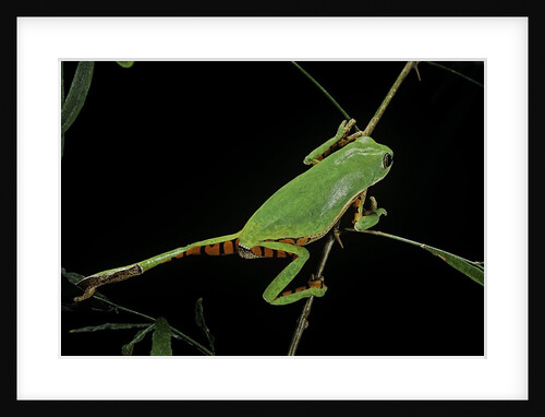 Phyllomedusa hypochondrialis azurea (northern orange-legged leaf frog) by Anonymous