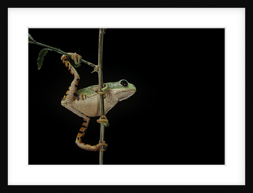 Phyllomedusa hypochondrialis azurea (northern orange-legged leaf frog) by Anonymous