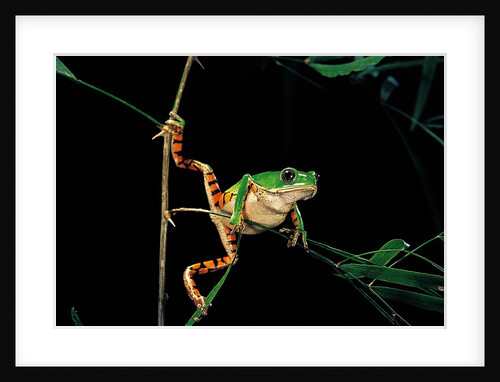 Phyllomedusa hypochondrialis azurea (northern orange-legged leaf frog) by Anonymous