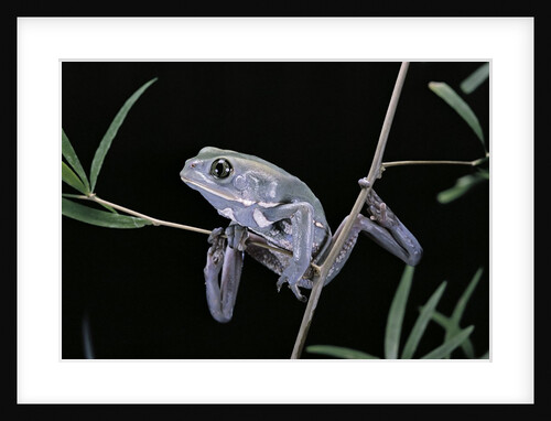 Phyllomedusa sauvagii (waxy monkey leaf frog) by Anonymous