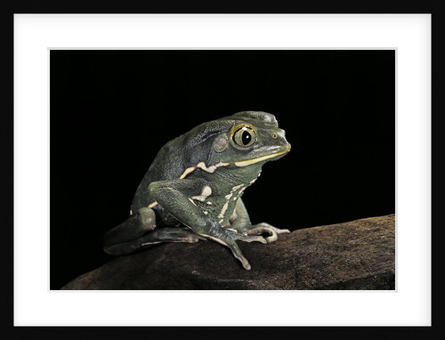 Phyllomedusa sauvagii (waxy monkey leaf frog) by Anonymous