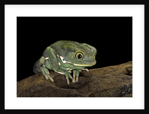 Phyllomedusa sauvagii (waxy monkey leaf frog) by Anonymous