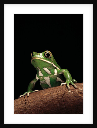 Phyllomedusa sauvagii (waxy monkey leaf frog) by Anonymous