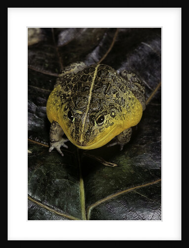 Pyxicephalus edulis (edible bullfrog) by Anonymous
