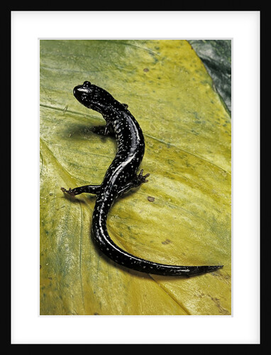 Plethodon glutinosus (northern slimy salamander) by Anonymous