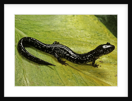 Plethodon glutinosus (northern slimy salamander) by Anonymous