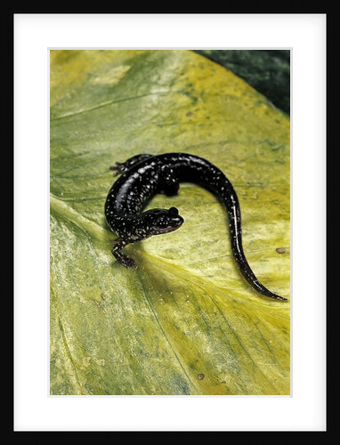 Plethodon glutinosus (northern slimy salamander) by Anonymous