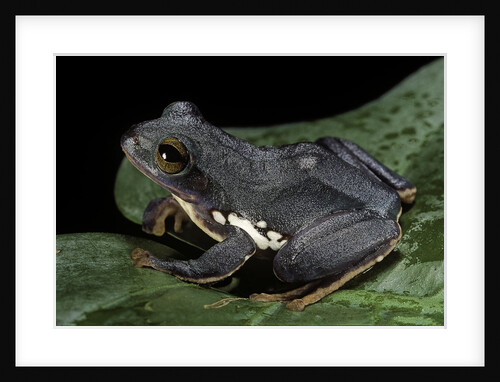 Rhacophorus dennysi (chinese gliding frog) by Anonymous