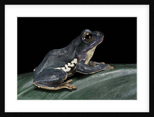 Rhacophorus dennysi (chinese gliding frog) by Anonymous