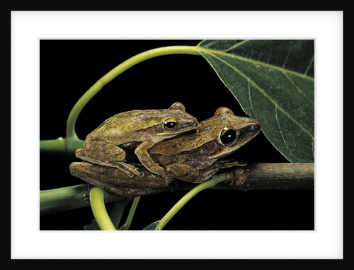 Polypedates leucomystax (common tree frog, golden gliding frog) - mating by Anonymous