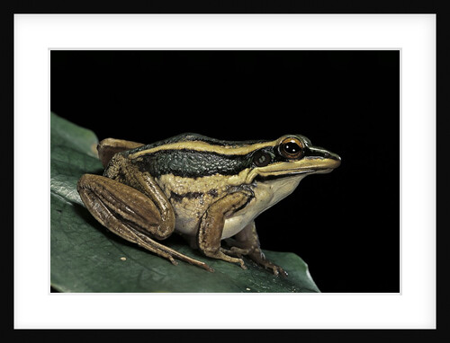 Hylarana erythraea (common green frog, leaf frog) by Anonymous