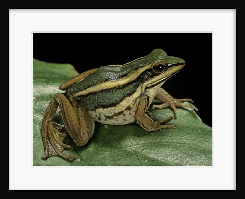 Hylarana erythraea (common green frog, leaf frog) by Anonymous