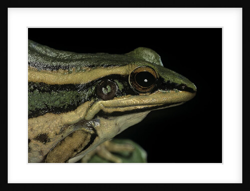 Hylarana erythraea (common green frog, leaf frog) by Anonymous