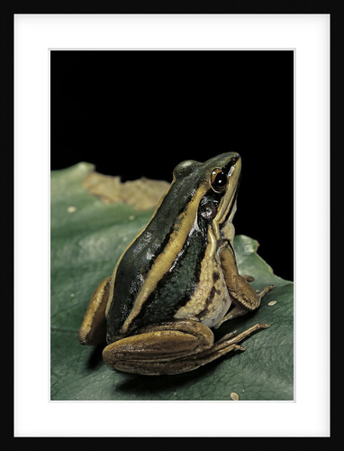 Hylarana erythraea (common green frog, leaf frog) by Anonymous