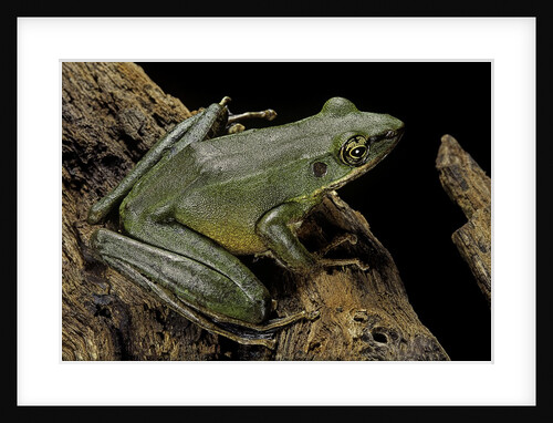 Odorrana hosii (poisonous rock frog) by Anonymous