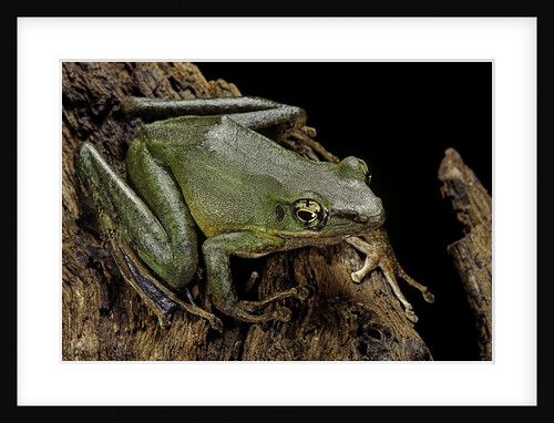 Odorrana hosii (poisonous rock frog) by Anonymous