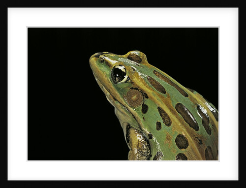 Lithobates pipiens (northern leopard frog) by Anonymous