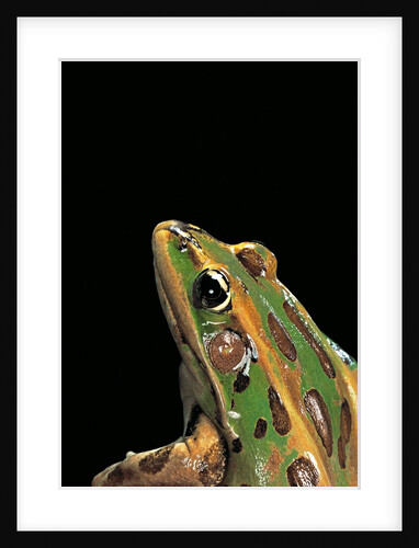 Lithobates pipiens (northern leopard frog) by Anonymous