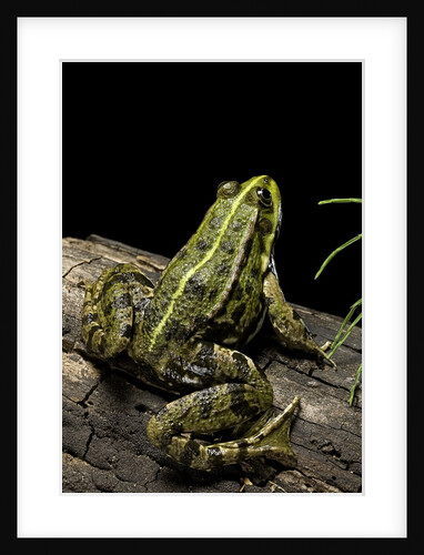 Pelophylax ridibundus (marsh frog, laughing frog) by Anonymous