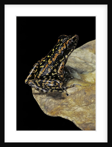 Hylarana signata (spotted stream frog) by Anonymous