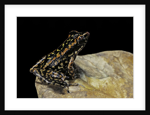 Hylarana signata (spotted stream frog) by Anonymous