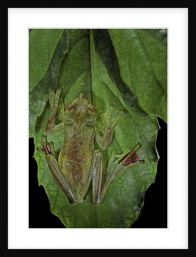 Rhacophorus prominanus (Malayan flying frog) by Anonymous