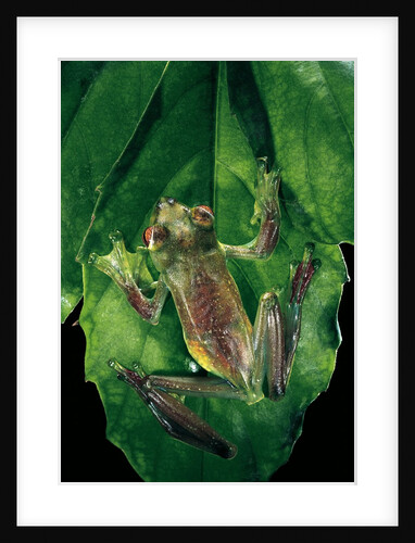 Rhacophorus prominanus (Malayan flying frog) by Anonymous
