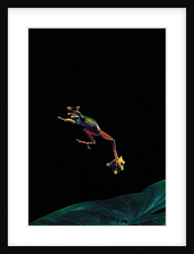 Rhacophorus reinwardtii (green flying frog) - flying by Anonymous