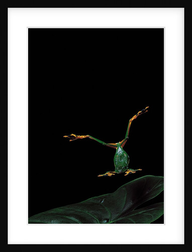 Rhacophorus reinwardtii (green flying frog) - flying by Anonymous