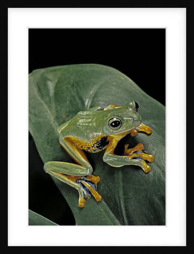 Rhacophorus reinwardtii (green flying frog) by Anonymous