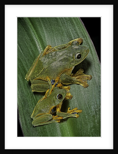 Rhacophorus reinwardtii (green flying frog) by Anonymous