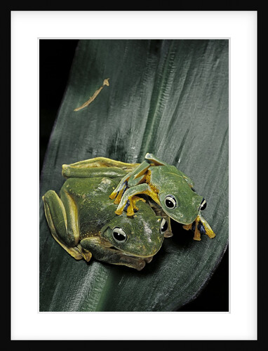 Rhacophorus reinwardtii (green flying frog) by Anonymous