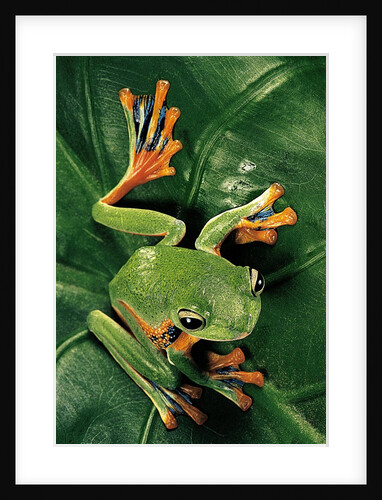 Rhacophorus reinwardtii (green flying frog) by Anonymous