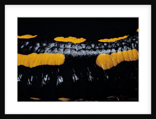 Salamandra salamandra terrestris (fire salamander) by Anonymous