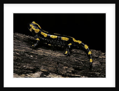 Salamandra salamandra terrestris (fire salamander) by Anonymous