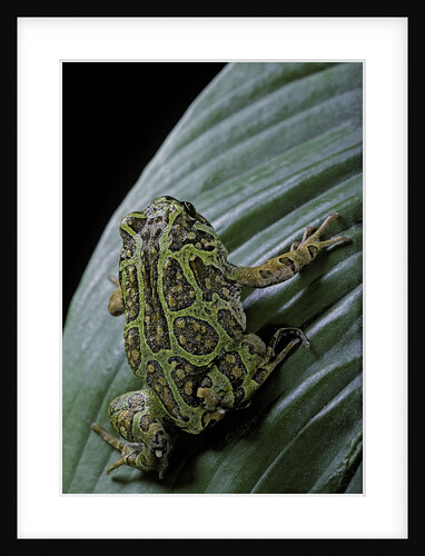 Scaphiophryne madagascariensis (Madagascar rain frog) by Anonymous