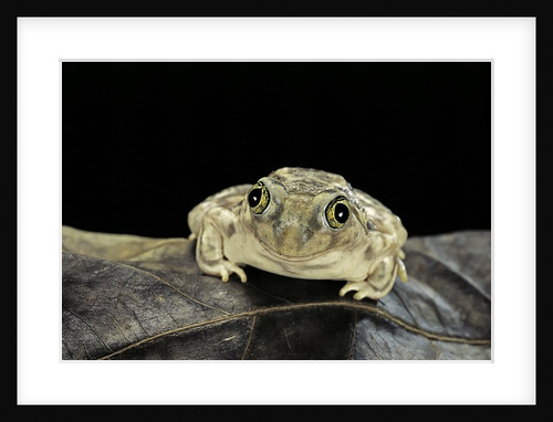 Spea bombifrons (plains spadefoot toad) by Anonymous